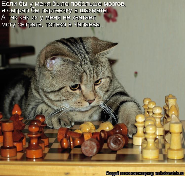 Котоматрица: Если бы у меня было побольше мозгов, я сыграл бы партеечку в шахматы. А так как их у меня не хватает, могу сыграть, только в Чапаева...