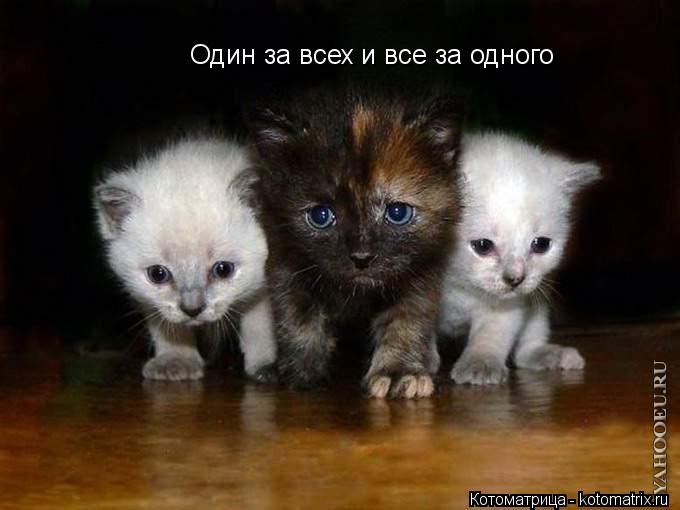 Котоматрица: Один за всех и все за одного