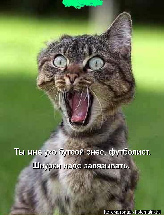 Котоматрица: Ты мне ухо бутсой снес, футболист. Шнурки надо завязывать.