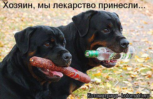 Котоматрица: Хозяин, мы лекарство принесли...