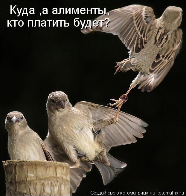 Куда ,а алименты, кто платить будет?... Котоматрица: Куда ,а алименты, кто платить будет?