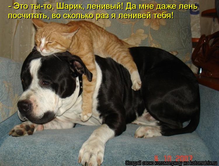 - Это ты-то, Шарик, ленивый! Да мне даже лень посчитать, во сколько раз я ленивей тебя!... Котоматрица: - Это ты-то, Шарик, ленивый! Да мне даже лень посчитать, во сколько раз я ленивей тебя!