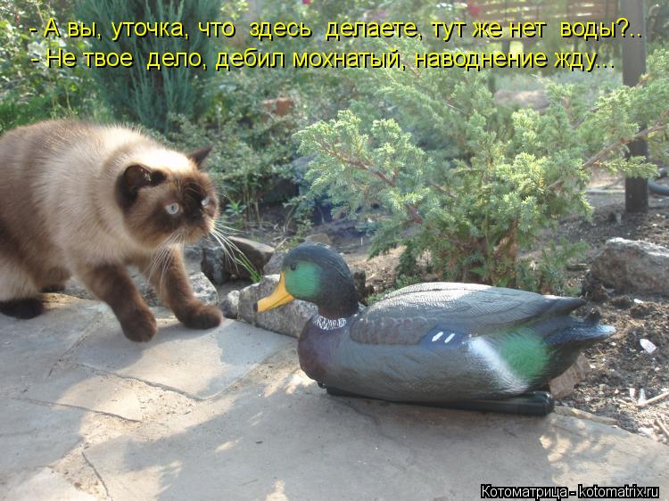 Котоматрица: - А вы, уточка, что  здесь  делаете, тут же нет  воды?.. - Не твое  дело, дебил мохнатый, наводнение жду...