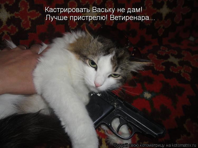 Кастрировать Ваську не дам! Лучше пристрелю! Ветиренара...... Котоматрица: Кастрировать Ваську не дам! Лучше пристрелю! Ветиренара...