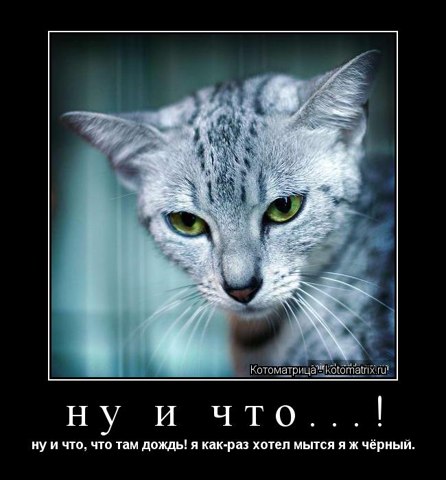 Котоматрица: ну и что...! ну и что, что там дождь! я как-раз хотел мытся я ж чёрный.