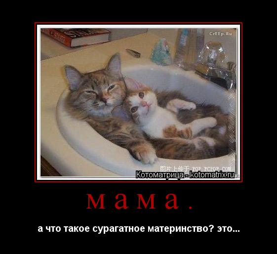 Котоматрица: мама. а что такое сурагатное материнство? это...