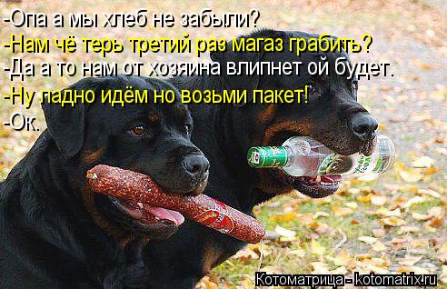 -Опа а мы хлеб не забыли? -Нам чё терь третий раз магаз грабить? -Да а то нам от хозяина влипнет ой б... Котоматрица: -Опа а мы хлеб не забыли? -Нам чё терь третий раз магаз грабить? -Да а то нам от хозяина влипнет ой будет. -Ну ладно идём но возьми пакет! -Ок.