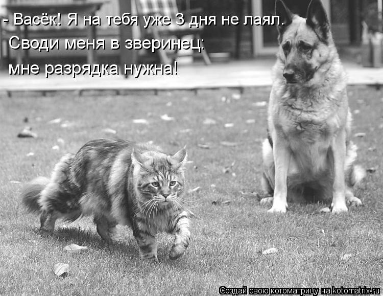 Котоматрица: - Васёк! Я на тебя уже 3 дня не лаял. Своди меня в зверинец: мне разрядка нужна!
