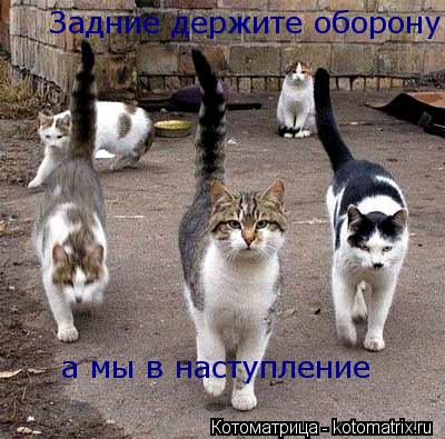Котоматрица: Задние держите оборону а мы в наступление