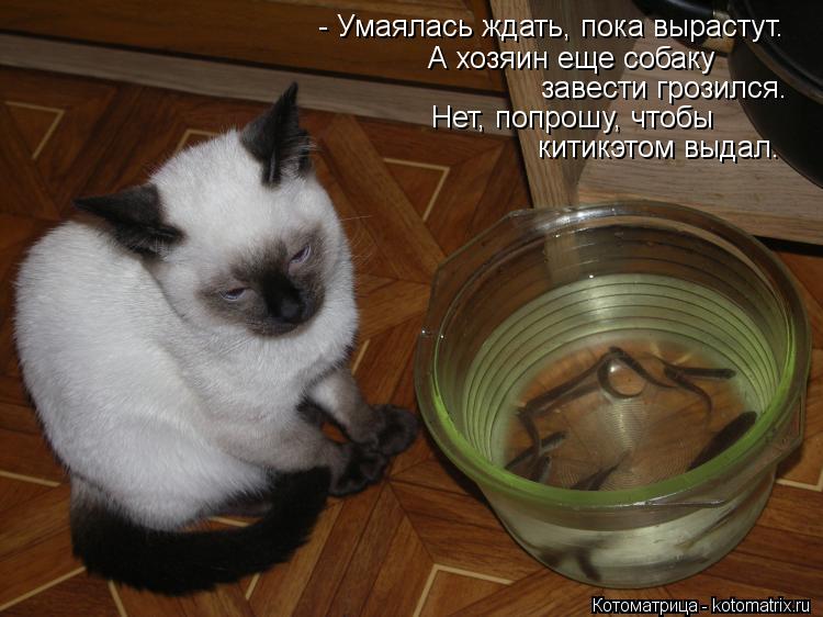 - Умаялась ждать, пока вырастут. завести грозился. Нет, попрошу, чтобы китикэтом выдал. А хозяин еще... Котоматрица: - Умаялась ждать, пока вырастут. завести грозился. Нет, попрошу, чтобы китикэтом выдал. А хозяин еще собаку