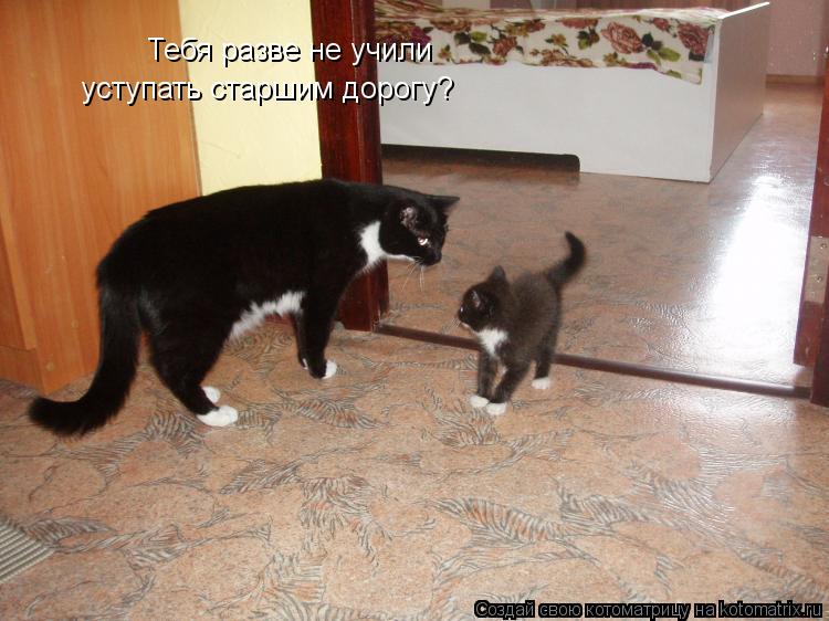 Котоматрица: Тебя разве не учили  уступать старшим дорогу?