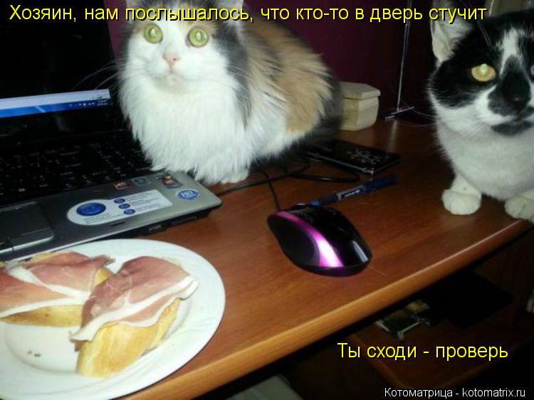 Котоматрица: Хозяин, нам послышалось, что кто-то в дверь стучит Ты сходи - проверь