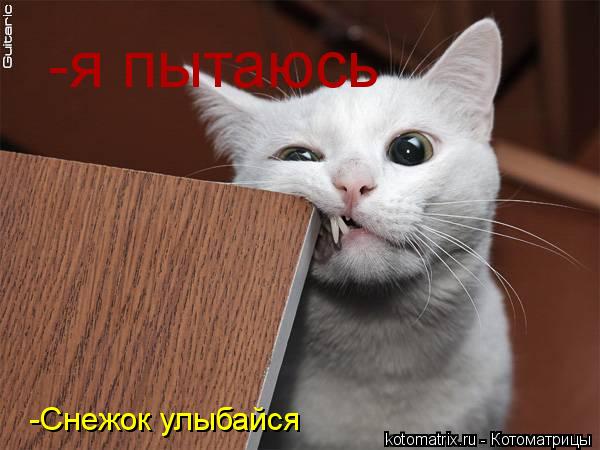 -Снежок улыбайся -я пытаюсь... Котоматрица: -Снежок улыбайся -я пытаюсь