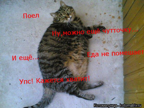 Поел Ну,можно ещё чутточку... И ещё... Еда не помешает! Упс! Кажется хватит!... Котоматрица: Поел Ну,можно ещё чутточку... И ещё... Еда не помешает! Упс! Кажется хватит!