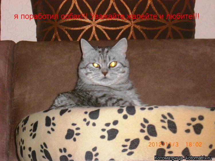 я поработил собак!!! Уважайте,жалейте и любите!!!... Котоматрица: я поработил собак!!! Уважайте,жалейте и любите!!!