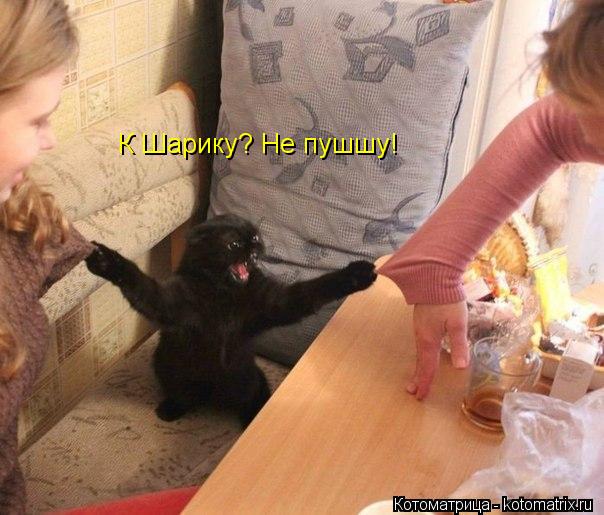 К Шарику? Не пушшу!... Котоматрица: К Шарику? Не пушшу!