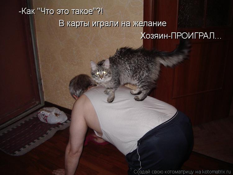 -Как "Что это такое"?! В карты играли на желание Хозяин-ПРОИГРАЛ...... Котоматрица: -Как "Что это такое"?! В карты играли на желание Хозяин-ПРОИГРАЛ...