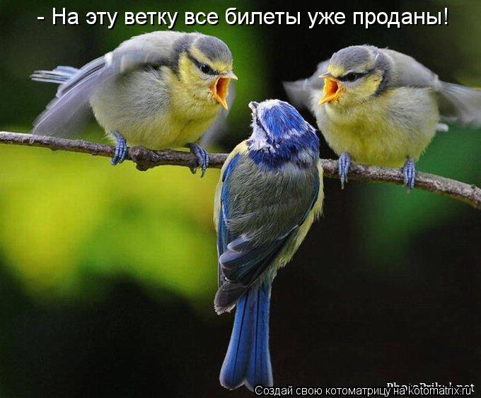 Котоматрица: - На эту ветку все билеты уже проданы!