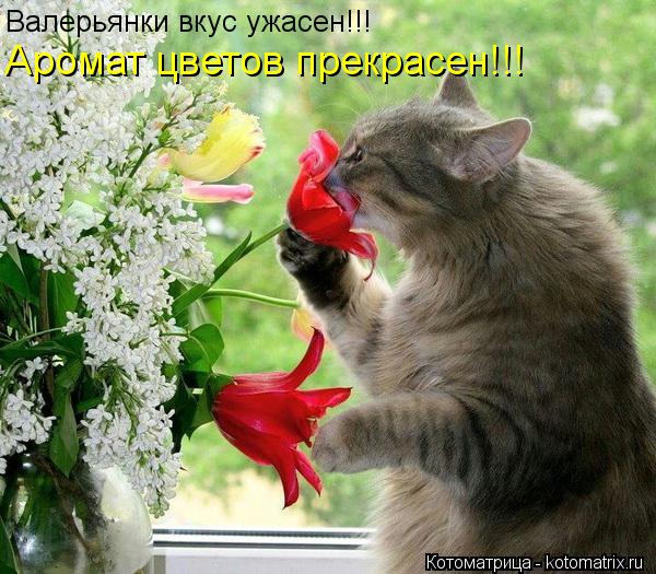 Котоматрица: Валерьянки вкус ужасен!!!  Аромат цветов прекрасен!!!