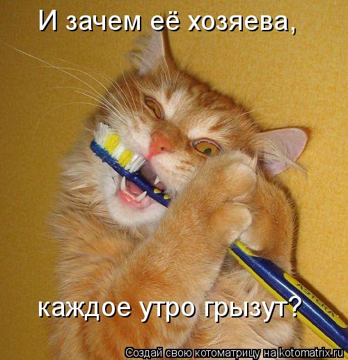 И зачем её хозяева, каждое утро грызут?... Котоматрица: И зачем её хозяева, каждое утро грызут?
