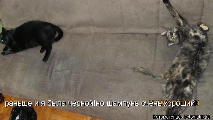раньше и я была чёрной!но,шампунь очень хороший!... Котоматрица: раньше и я была чёрной!но,шампунь очень хороший!