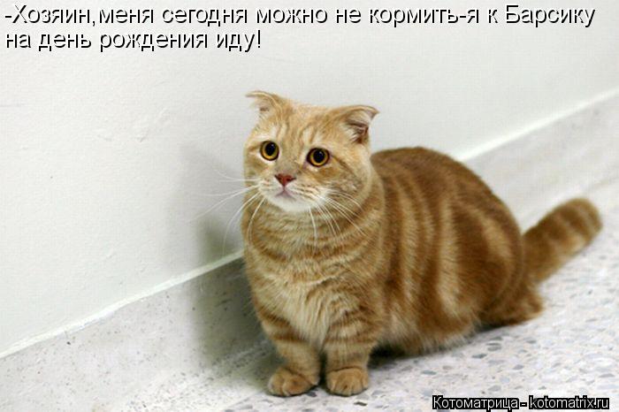 -Хозяин,меня сегодня можно не кормить-я к Барсику на день рождения иду!... Котоматрица: -Хозяин,меня сегодня можно не кормить-я к Барсику на день рождения иду!