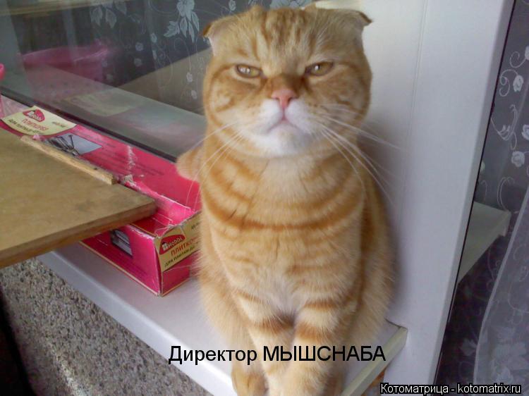 Директор МЫШСНАБА... Котоматрица: Директор МЫШСНАБА