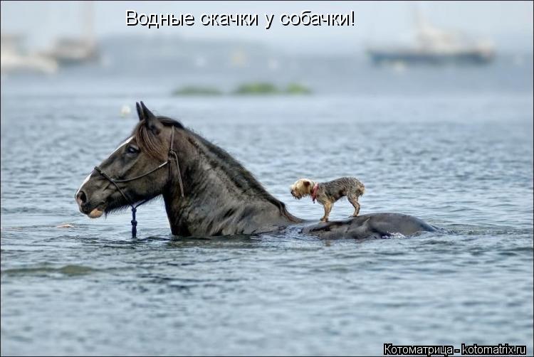 Котоматрица: Водные скачки у собачки!