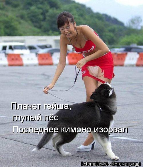 Плачет гейша, глупый пёс Последнее кимоно изорвал... Котоматрица: Плачет гейша, глупый пёс Последнее кимоно изорвал