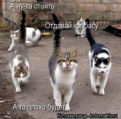 А ну-ка стоять Отдавай колбасу... А то плохо будет...... Котоматрица: А ну-ка стоять Отдавай колбасу... А то плохо будет...