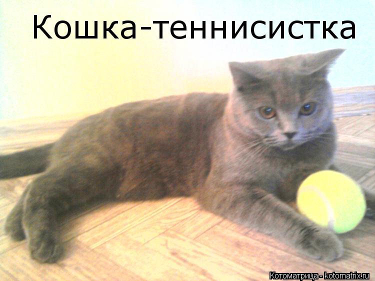 Кошка-теннисистка... Котоматрица: Кошка-теннисистка