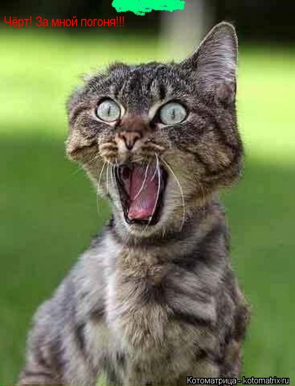 Чёрт! За мной погоня!!!... Котоматрица: Чёрт! За мной погоня!!!