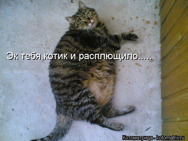 Котоматрица: Эк тебя,котик и расплющило.....