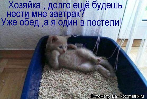 Котоматрица: Хозяйка , долго ещё будешь  нести мне завтрак?  Уже обед ,а я один в постели !