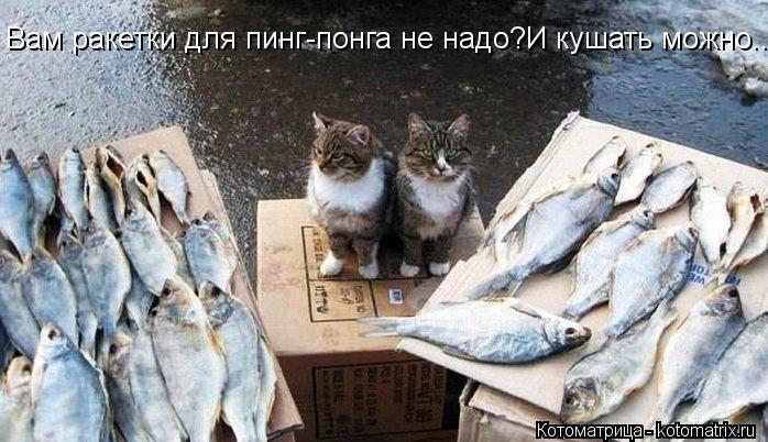 Вам ракетки для пинг-понга не надо?И кушать можно...... Котоматрица: Вам ракетки для пинг-понга не надо?И кушать можно...