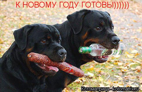 К НОВОМУ ГОДУ ГОТОВЫ))))))... Котоматрица: К НОВОМУ ГОДУ ГОТОВЫ))))))