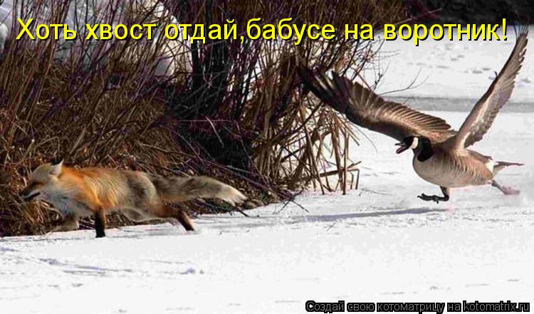 Хоть хвост отдай,бабусе на воротник!... Котоматрица: Хоть хвост отдай,бабусе на воротник!