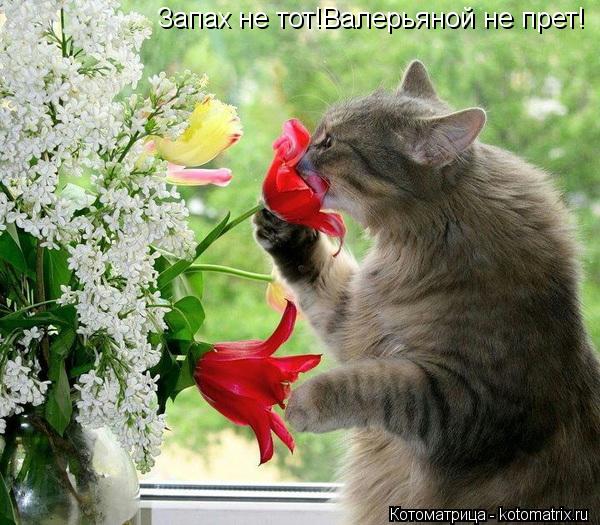 Котоматрица: Запах не тот!Валерьяной не прет!