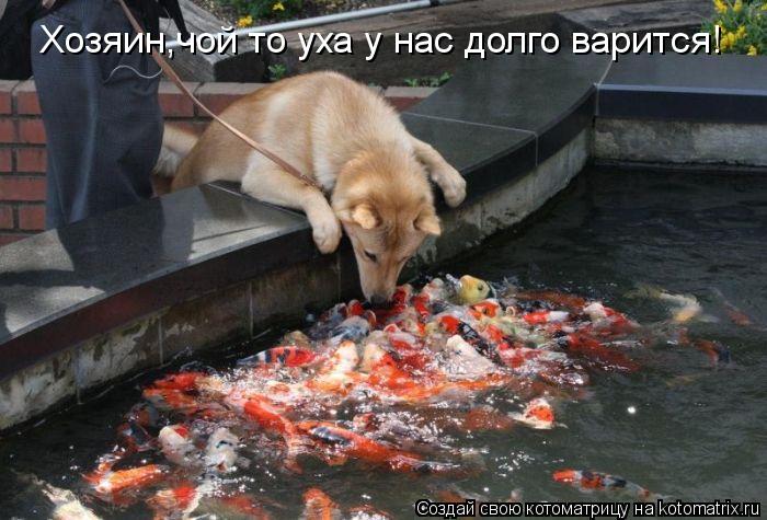 Хозяин,чой то уха у нас долго варится!... Котоматрица: Хозяин,чой то уха у нас долго варится!