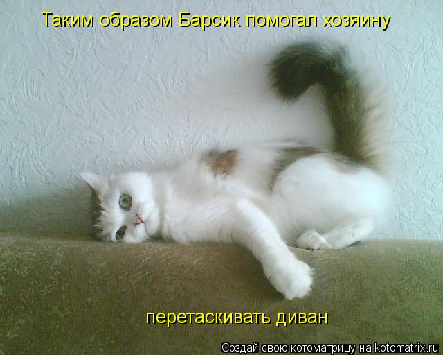 Котоматрица: Таким образом Барсик помогал хозяину перетаскивать диван