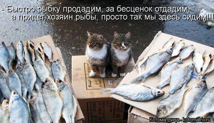 - Быстро рыбку продадим, за бесценок отдадим, а придет хозяин рыбы, просто так мы здесь сидим!!!... Котоматрица: - Быстро рыбку продадим, за бесценок отдадим, а придет хозяин рыбы, просто так мы здесь сидим!!!