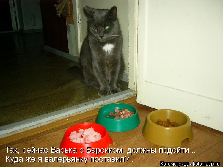 Куда же я валерьянку поставил?.. Так, сейчас Васька с Барсиком должны подойти...... Котоматрица: Куда же я валерьянку поставил?.. Так, сейчас Васька с Барсиком должны подойти...
