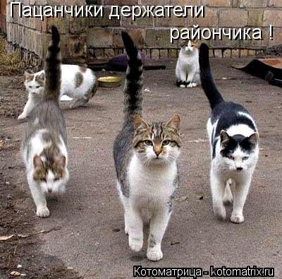 Котоматрица: Пацанчики держатели райончика !