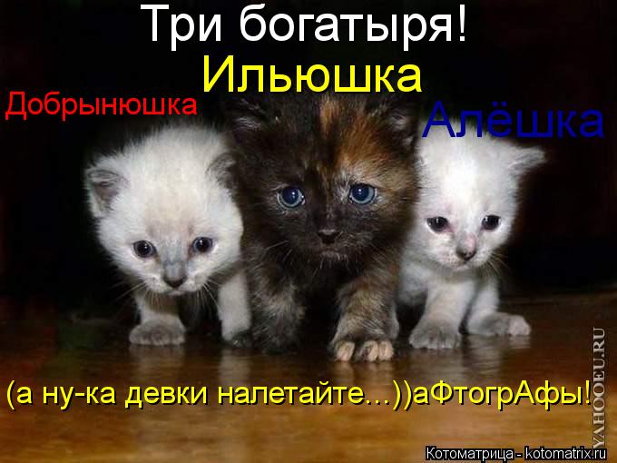 Алёшка Ильюшка Добрынюшка Три богатыря! (а ну-ка девки налетайте...))аФтогрАфы!... Котоматрица: Алёшка Ильюшка Добрынюшка Три богатыря! (а ну-ка девки налетайте...))аФтогрАфы!