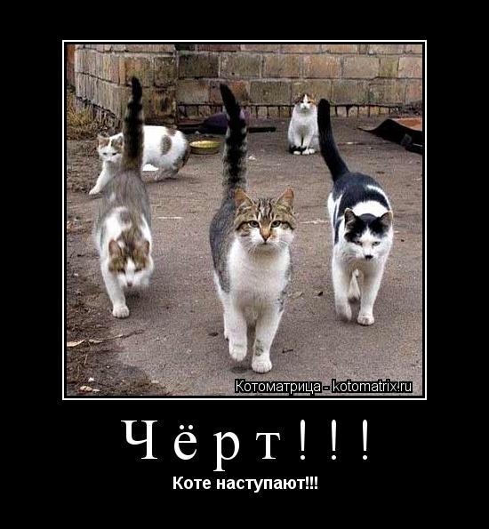 Чёрт!!! Коте наступают!!!... Котоматрица: Чёрт!!! Коте наступают!!!