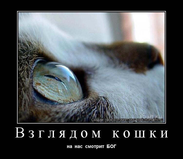 Котоматрица: Взглядом кошки на  нас  смотрит  БОГ