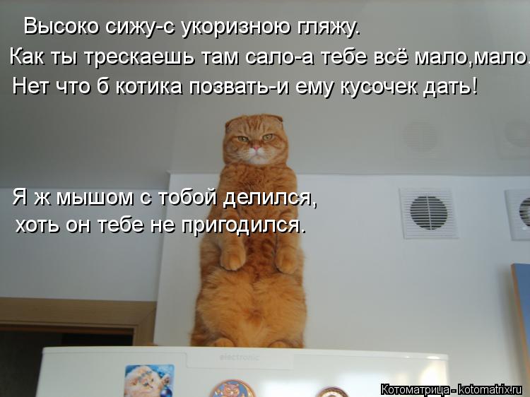Котоматрица: Высоко сижу-с укоризною гляжу. Как ты трескаешь там сало-а тебе всё мало,мало... Нет что б котика позвать-и ему кусочек дать! Я ж мышом с тобой 