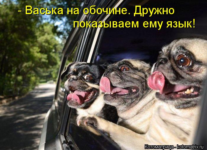 Котоматрица: - Васька на обочине. Дружно показываем ему язык!