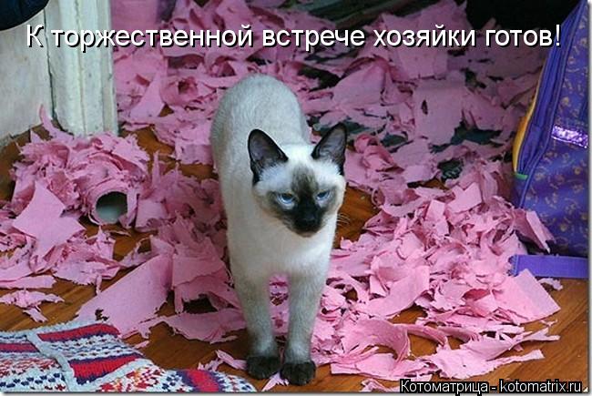 Котоматрица: К торжественной встрече хозяйки готов!
