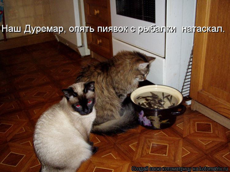 Котоматрица: Наш Дуремар, опять пиявок с рыбалки  натаскал.